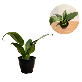 Philodendron Pacova Pote 24