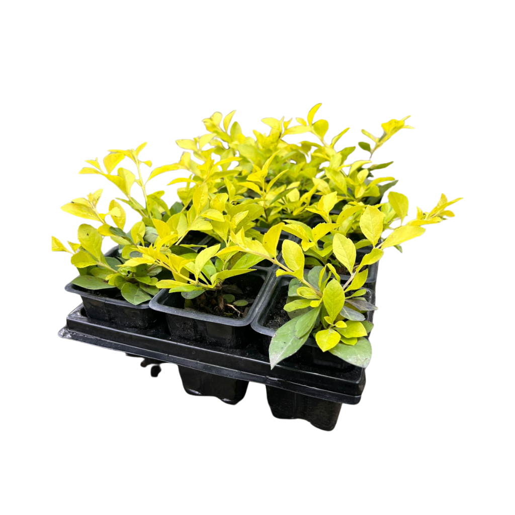 Kit Caixa 15 Mudas Pingo de Ouro (Duranta erecta) Arbusto