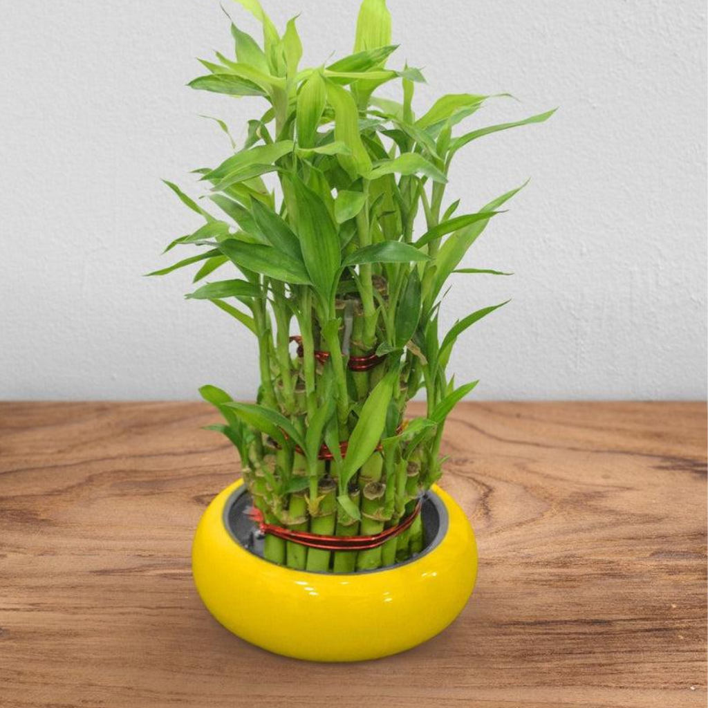 Bambu Pequeno de 1 Haste Colors - Branco