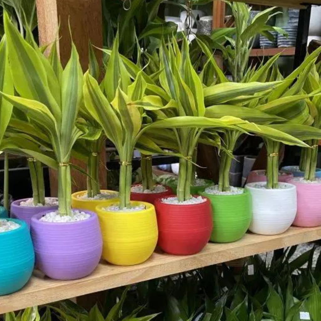 Bambu Pequeno de 1 Haste Colors - Dourado